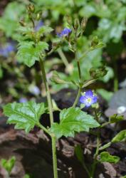 Veronica plebeia. Habit. A cultivated plant from Auckland.
 Image: P.J. Garnock-Jones © Te Papa CC-BY-NC 3.0 NZ